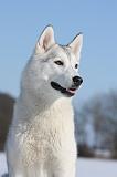 SIBERIAN HUSKY 410